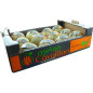 MELON CHARENTAIS CAVAILLON 12PCS